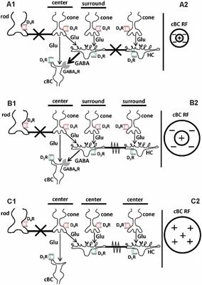 Dopamine-Mediated Circadian and Light/Dark-Adaptive Modulation of Chemical and Electrical Synapses in the Outer Retina